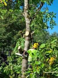 Snoeien van grote bomen